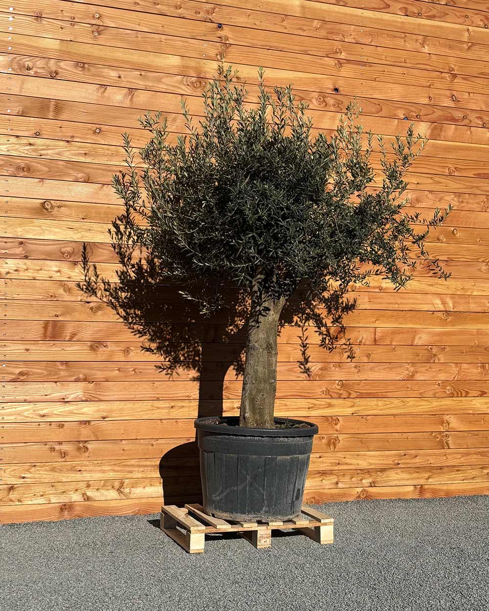 Olivenbaum XXL Compacto