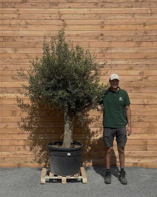 Olivenbaum XXL Compacto