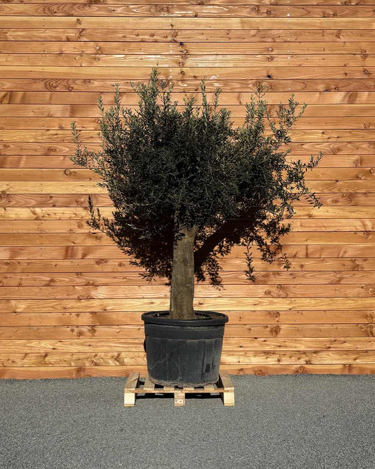 Olivenbaum XXL Compacto