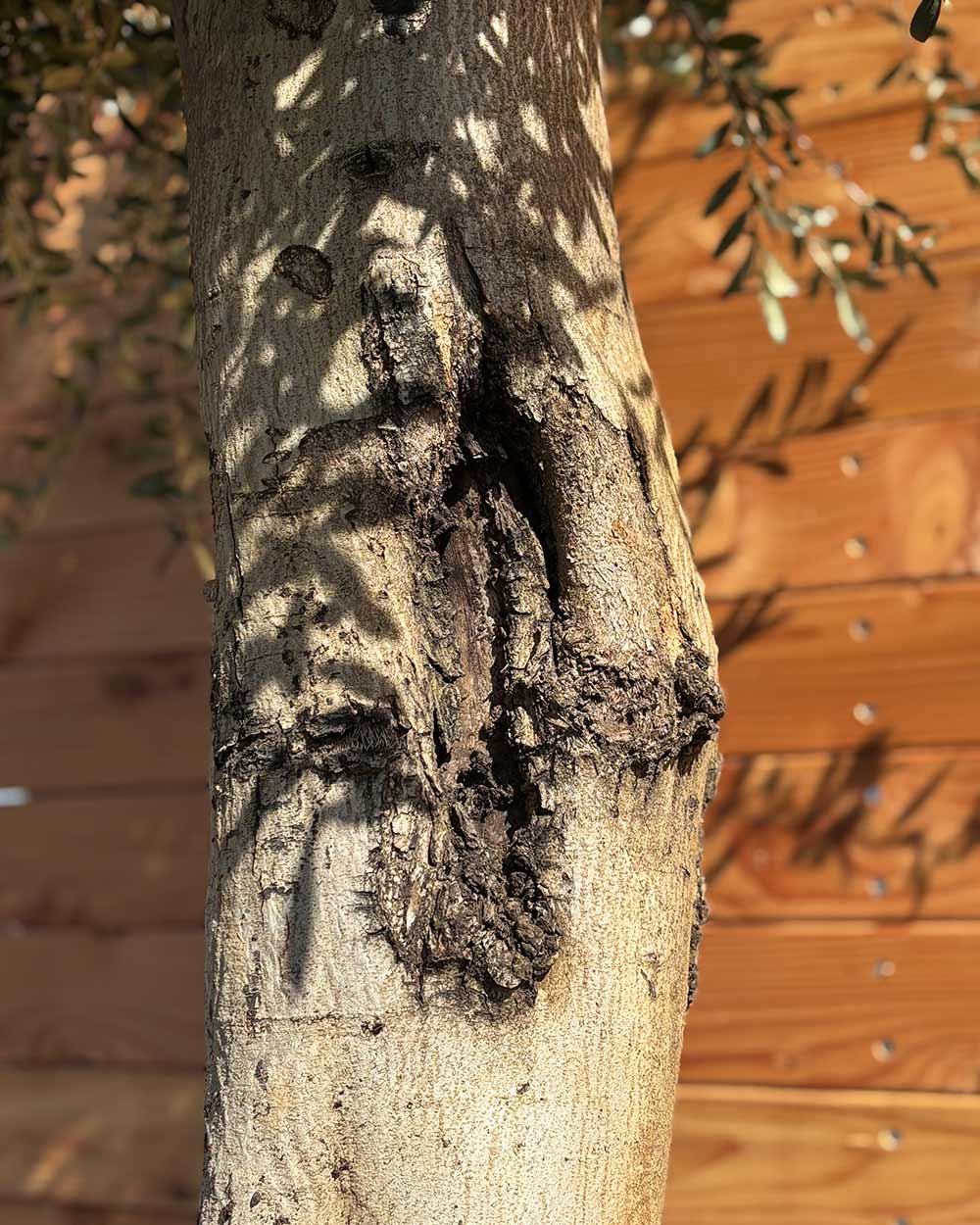 Olivenbaum XXL Grande