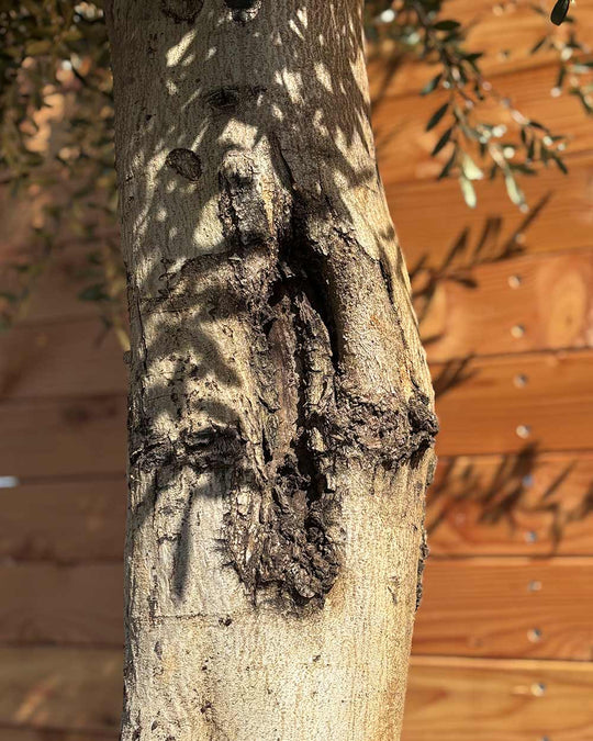 Olivenbaum XXL Grande