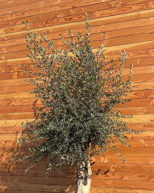 Olivenbaum XXL Grande