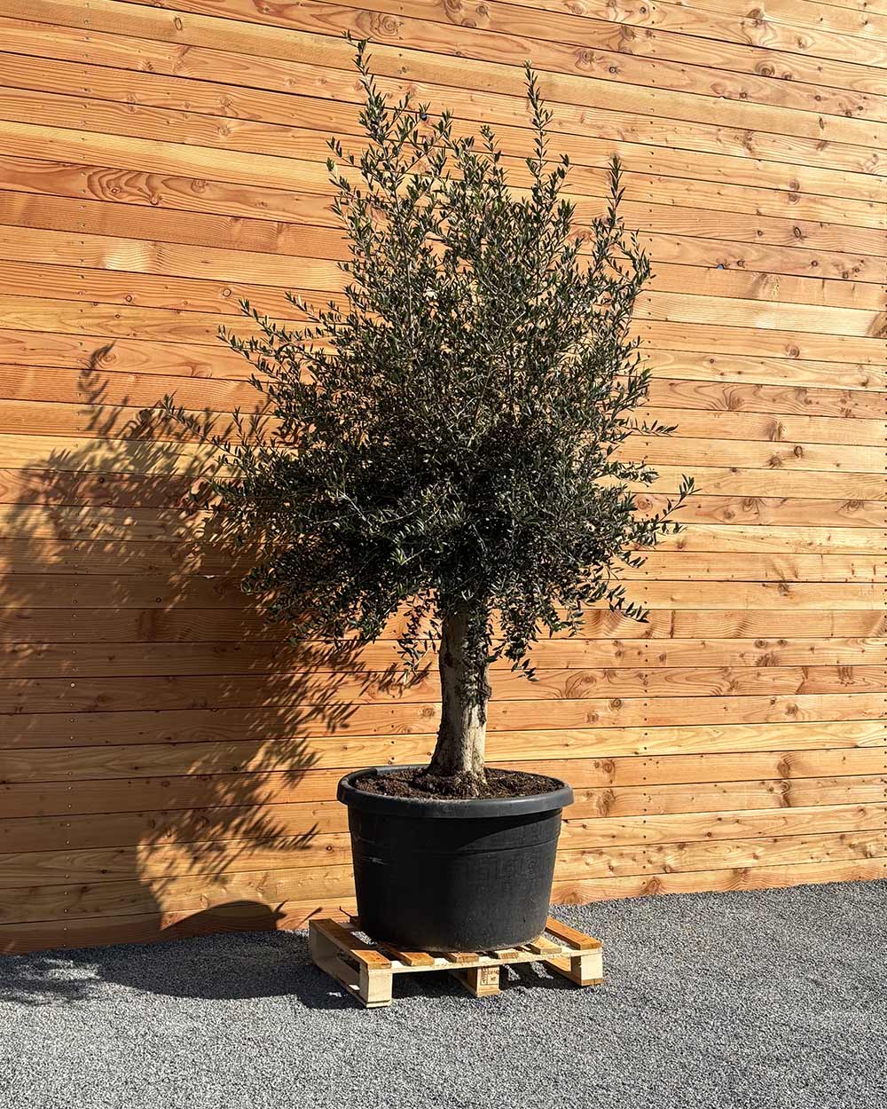 Olivenbaum XXL Grande