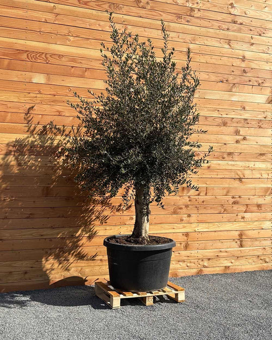 Olivenbaum XXL Grande