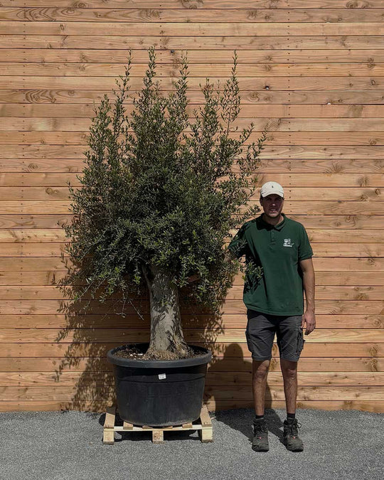Olivenbaum XXL Grande