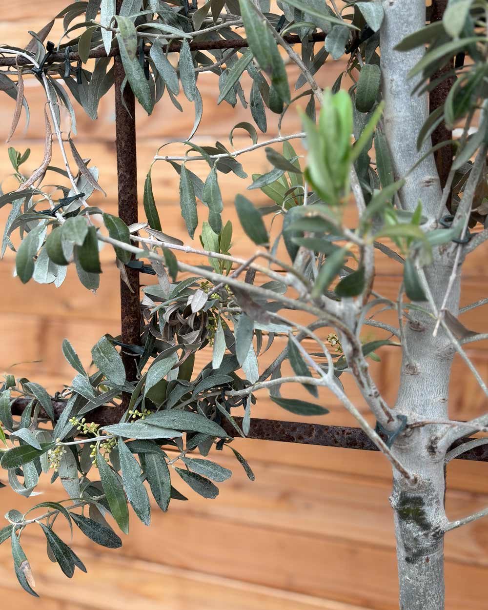 Spalierbaum Olive