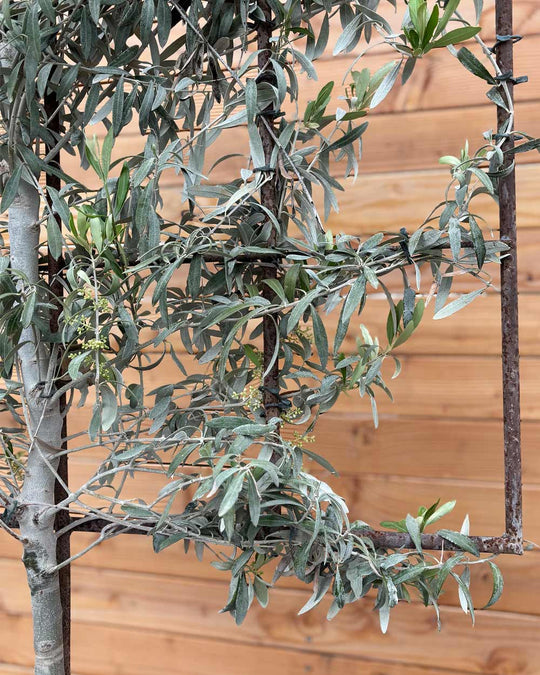 Spalierbaum Olive