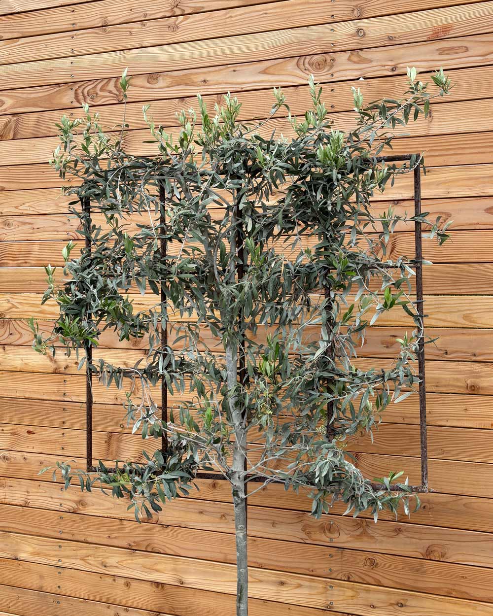 Spalierbaum Olive