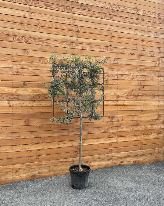 Spalierbaum Olive