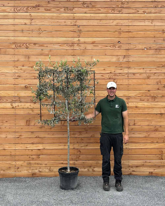 Spalierbaum Olive