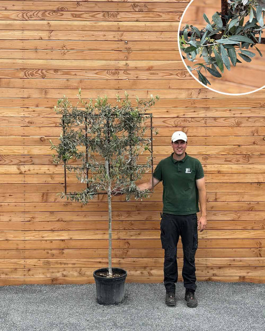 Spalierbaum Olive
