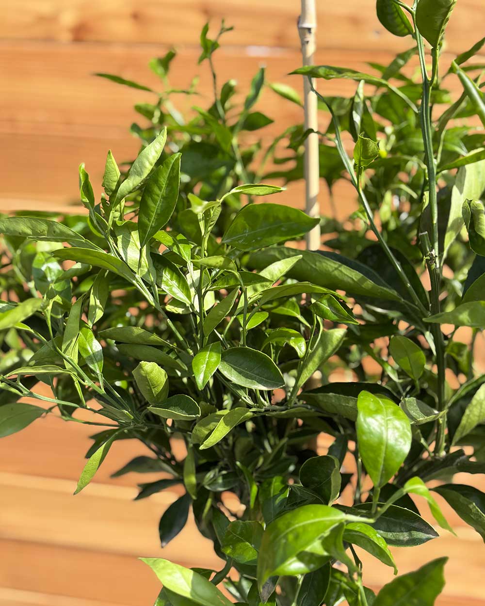 Orangenbaum L