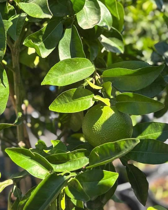 Orangenbaum XL