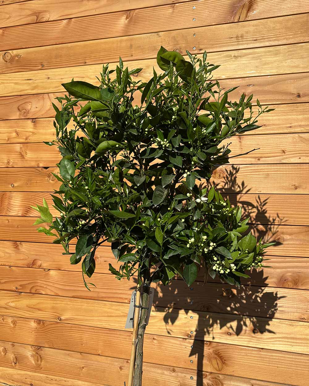 Orangenbaum XL