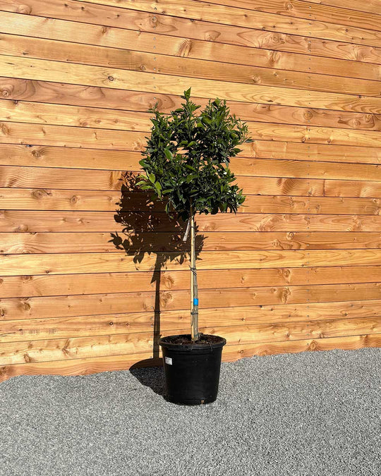 Orangenbaum XL