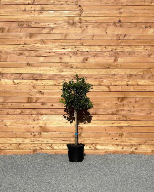 Orangenbaum XL