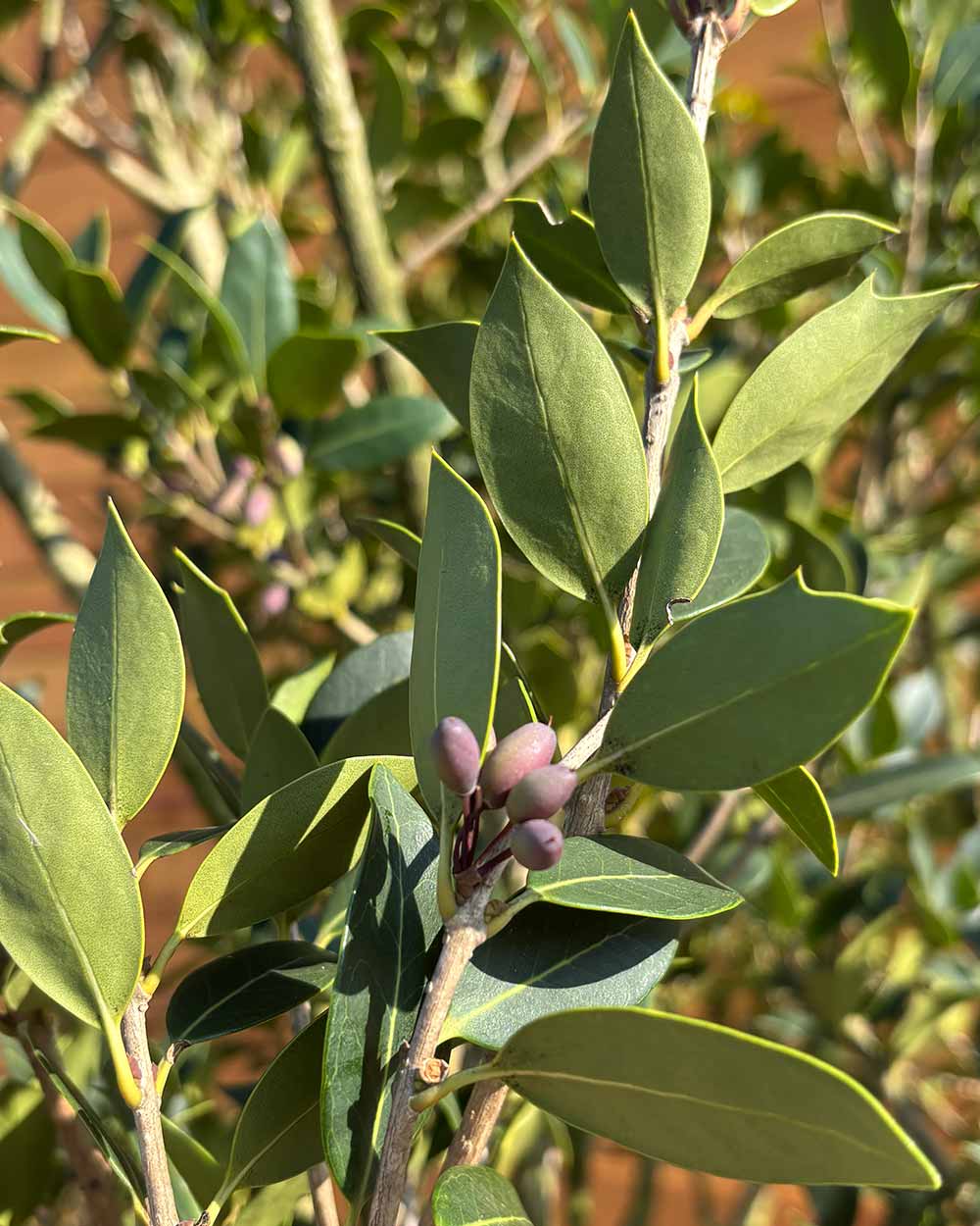 Stachelblättrige Duftblüte – Osmanthus ilicifolius (Mehrstämmig)