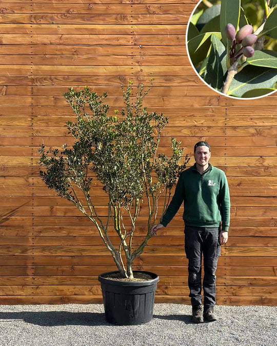 Stachelblättrige Duftblüte – Osmanthus ilicifolius (Mehrstämmig)