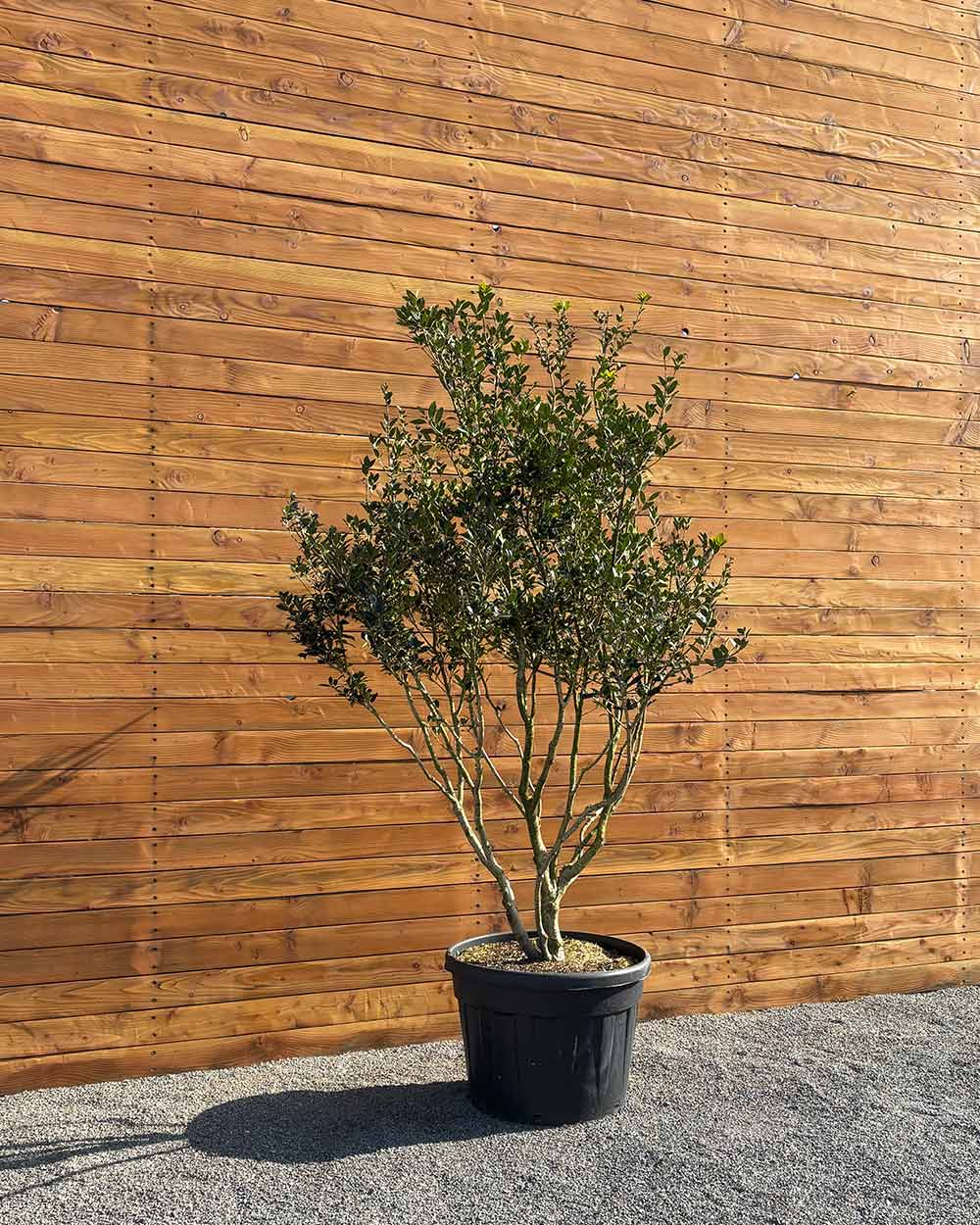 Stachelblättrige Duftblüte – Osmanthus ilicifolius (Mehrstämmig)