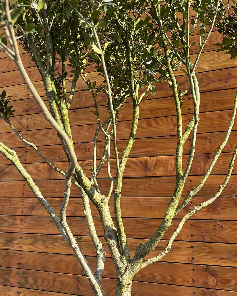 Stachelblättrige Duftblüte – Osmanthus ilicifolius (Mehrstämmig)