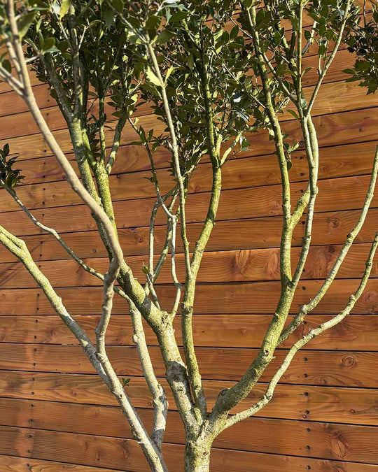 Stachelblättrige Duftblüte – Osmanthus ilicifolius (Mehrstämmig)