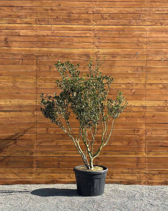 Stachelblättrige Duftblüte – Osmanthus ilicifolius (Mehrstämmig)