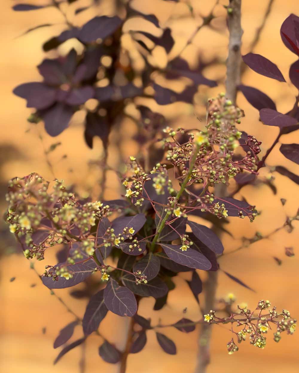 Roter Perückenstrauch - Cotinus coggygria ‘Royal Purple’ (Mehrstämmig)
