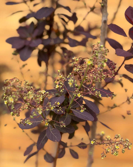 Roter Perückenstrauch - Cotinus coggygria ‘Royal Purple’ (Mehrstämmig)