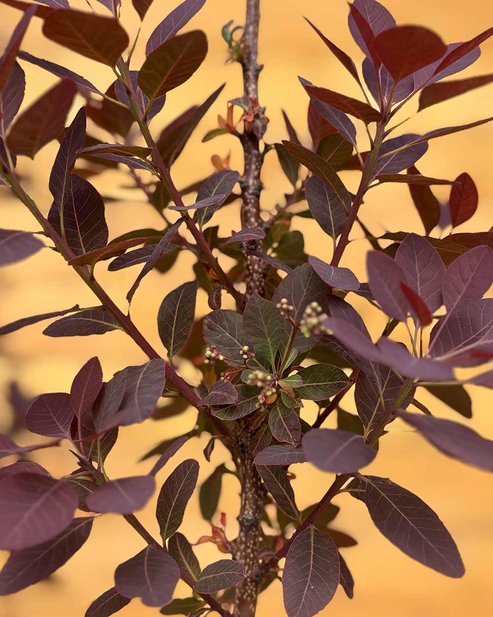 Roter Perückenstrauch - Cotinus coggygria ‘Royal Purple’ (Mehrstämmig)