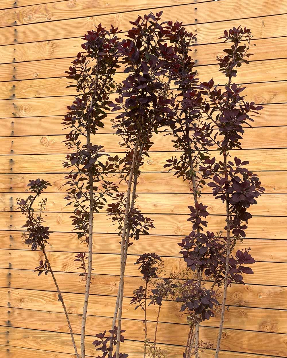 Roter Perückenstrauch - Cotinus coggygria ‘Royal Purple’ (Mehrstämmig)
