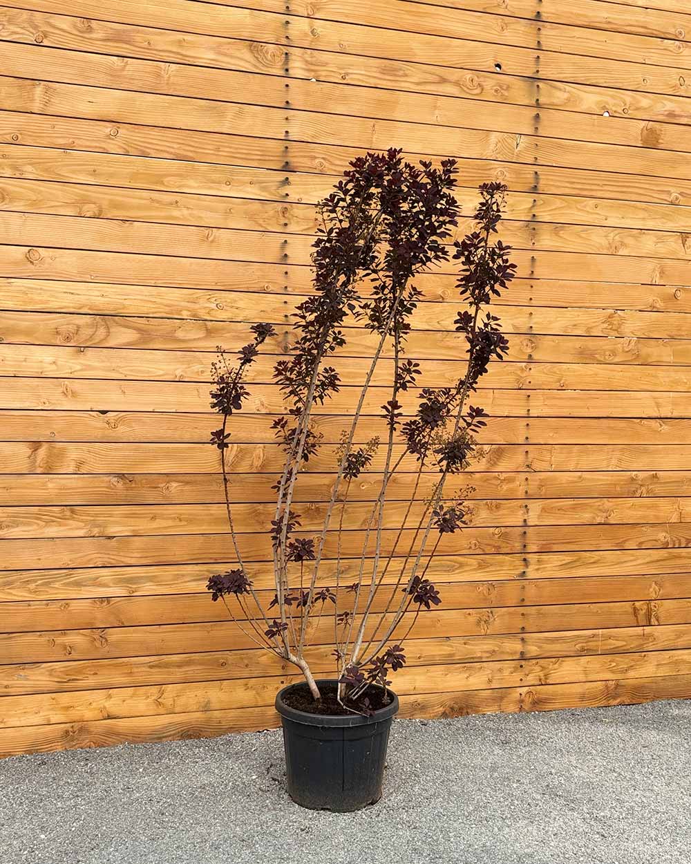Roter Perückenstrauch - Cotinus coggygria ‘Royal Purple’ (Mehrstämmig)
