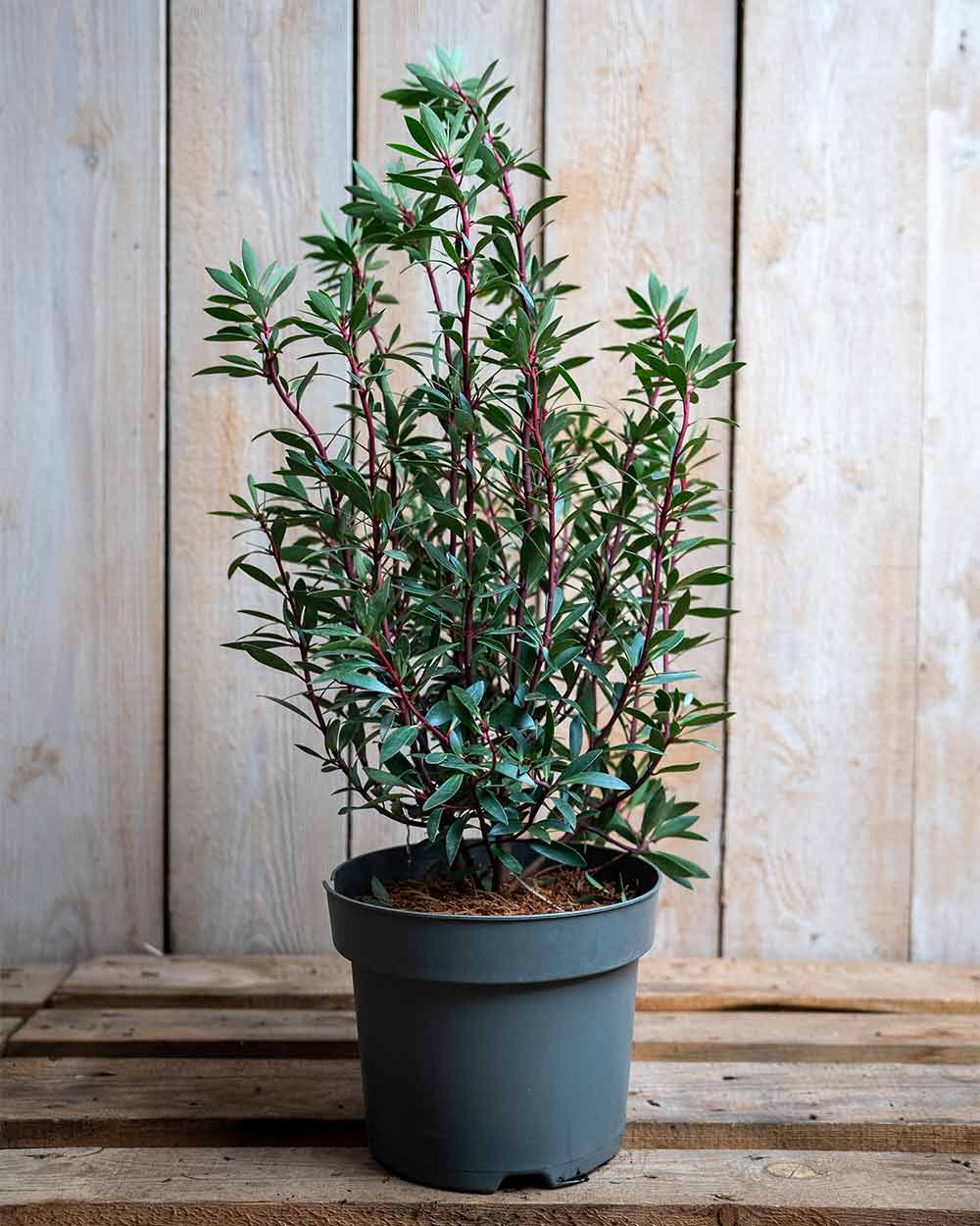 Tasmanischer Bergpfeffer – Tasmannia lanceolata (syn. Drimys lanceolata) (Männlich)