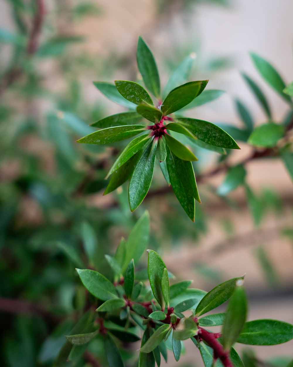 Tasmanischer Bergpfeffer – Tasmannia lanceolata ‘Red Spice’ (Männlich)