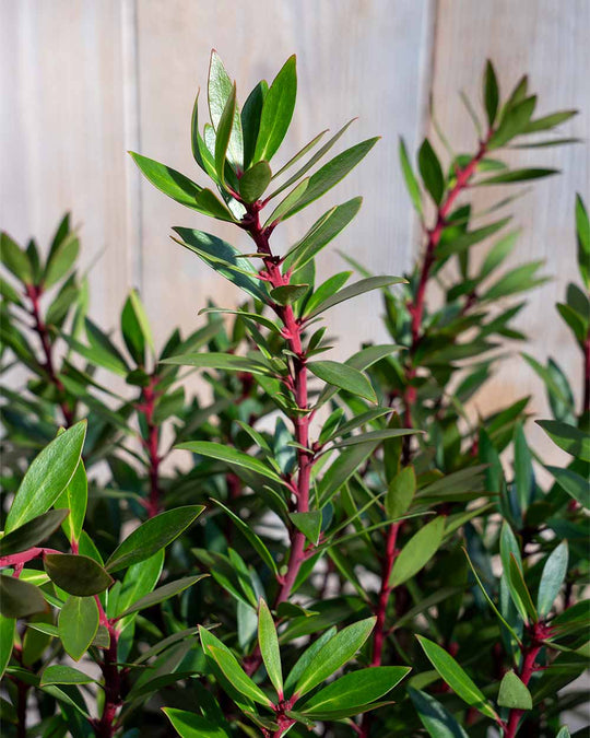 Detailaufnahme der dunkelgrünen, leicht ledrigen Blätter des Tasmanischen Bergpfeffers