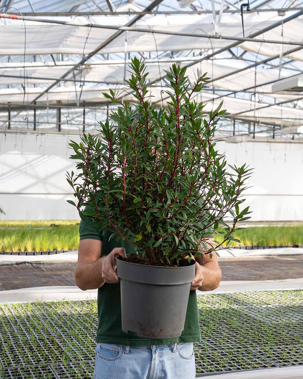 Tasmanischer Bergpfeffer als ganze Pflanze mit buschigem Wuchs und dunkelgrünen, glänzenden Blättern