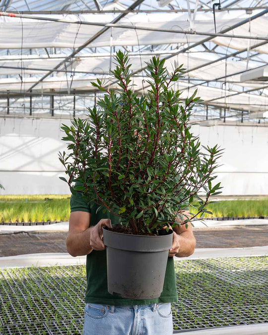Tasmanischer Bergpfeffer als ganze Pflanze mit buschigem Wuchs und dunkelgrünen, glänzenden Blättern