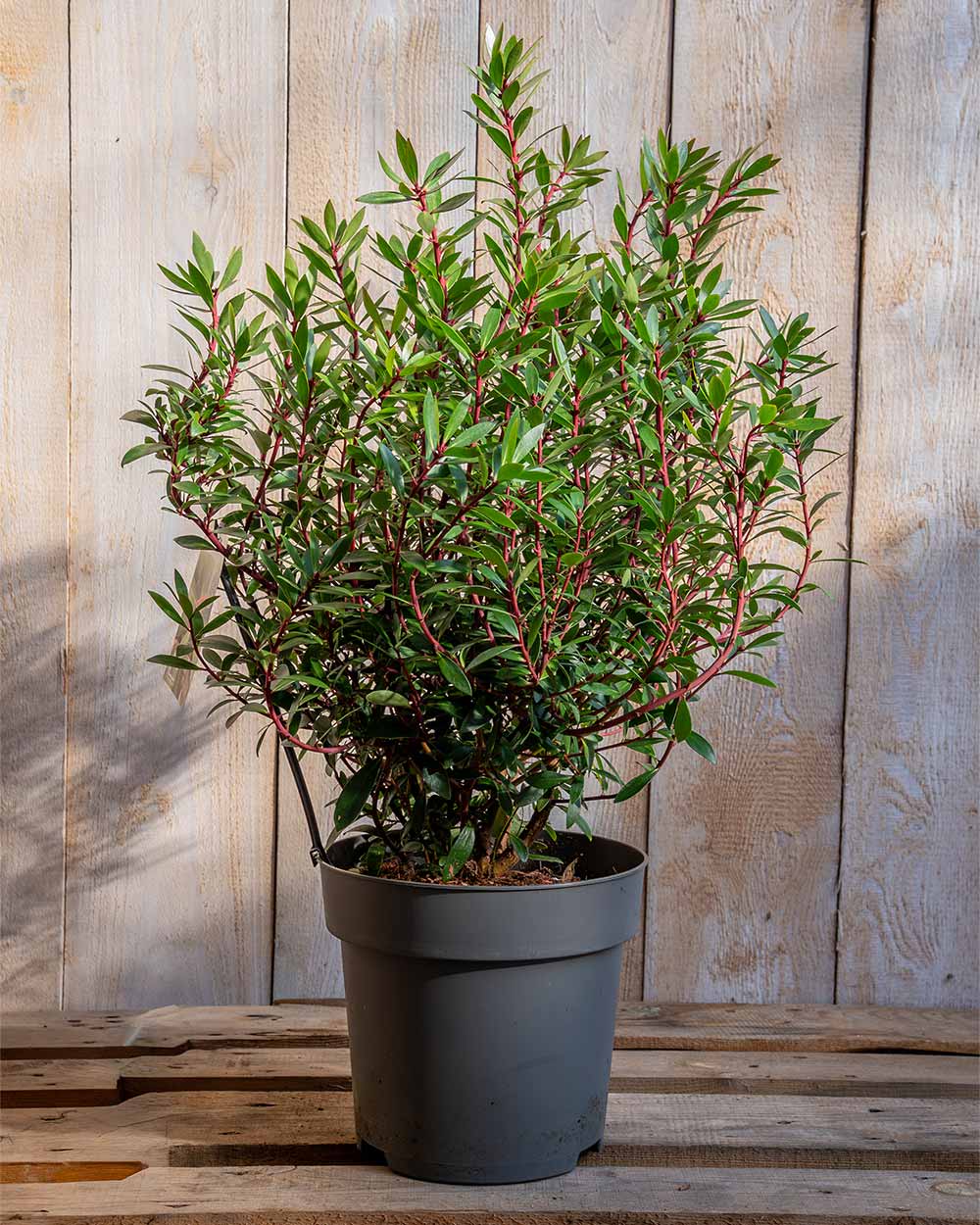 Tasmanischer Bergpfeffer im Pflanztopf, seitliche Ansicht des dichten, kompakten Wuchses