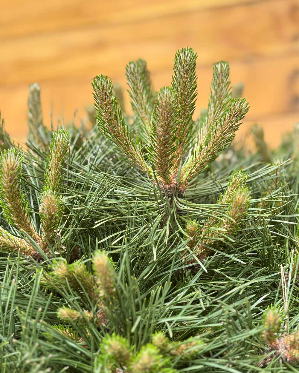 Kugel-Schwarzkiefer – Pinus nigra ‘Brepo’ (Halbstamm)