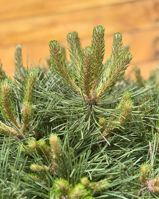 Kugel-Schwarzkiefer – Pinus nigra ‘Brepo’ (Halbstamm)