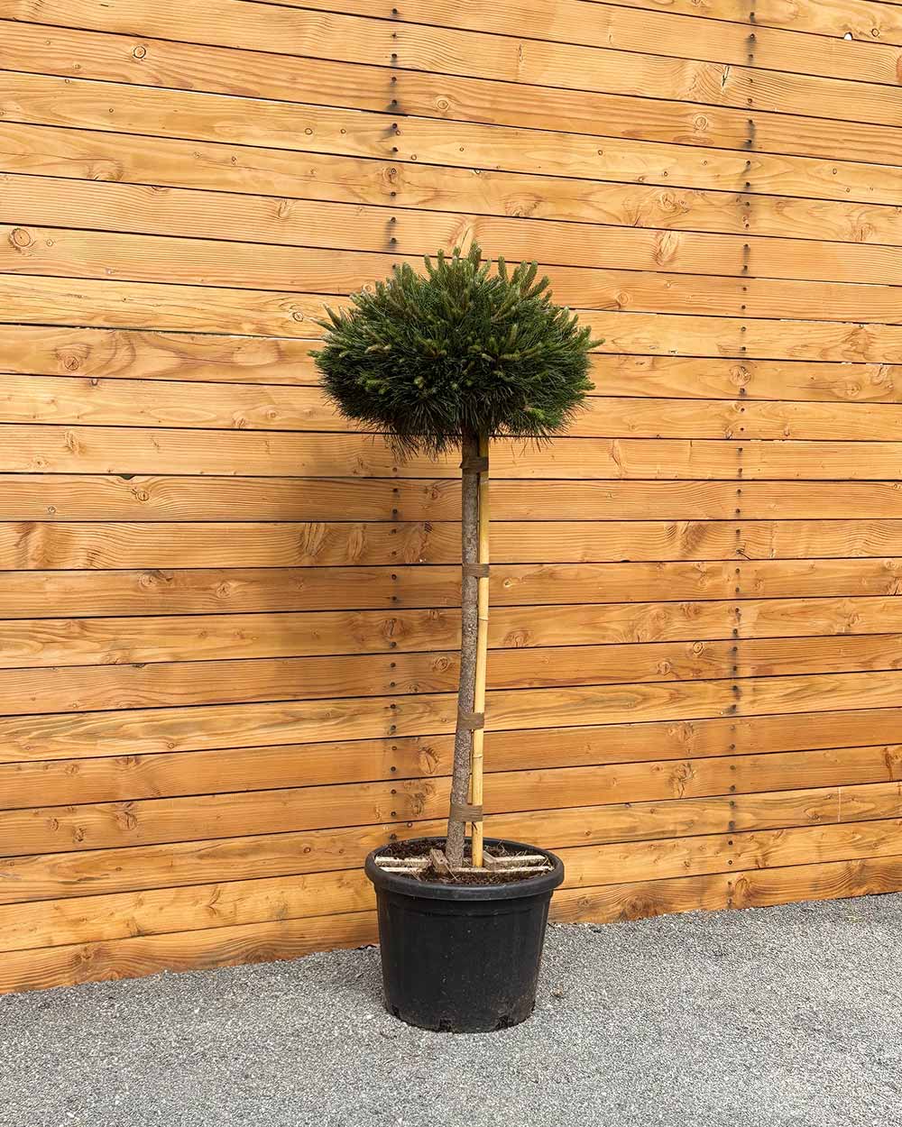 Kugel-Schwarzkiefer – Pinus nigra ‘Brepo’ (Halbstamm)