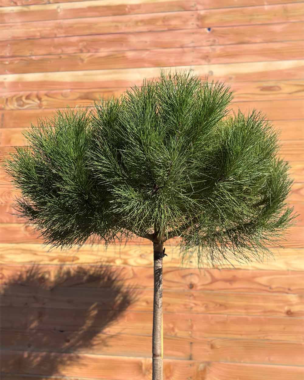 Pinie – Pinus pinea (Halbstamm)