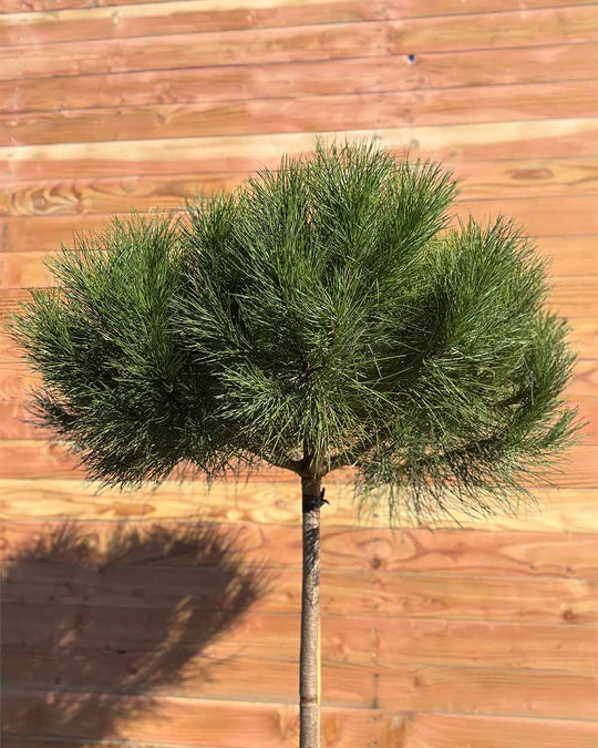 Pinie – Pinus pinea (Halbstamm)