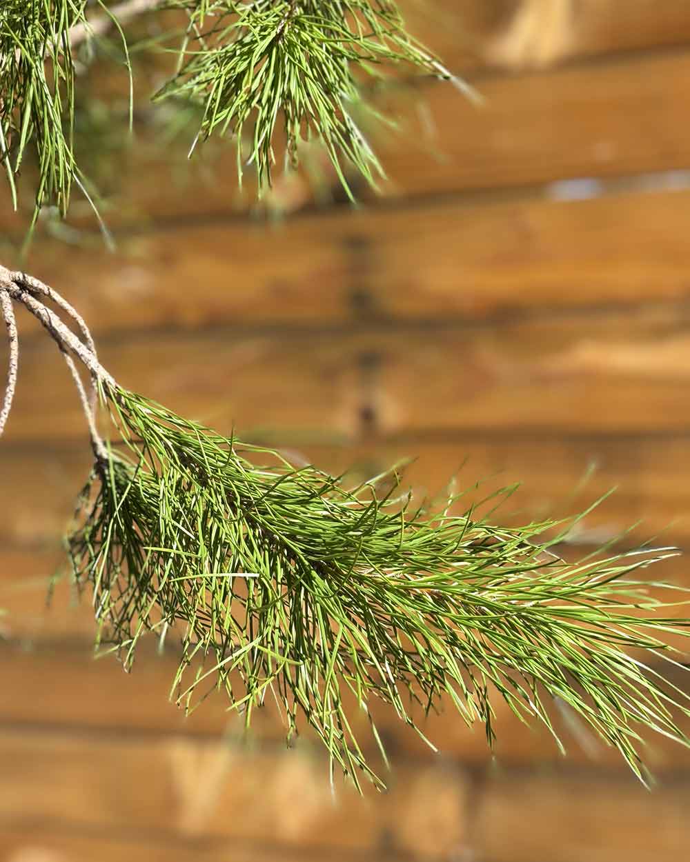 Pinie – Pinus pinea (Hochstamm) (Pre Sale)