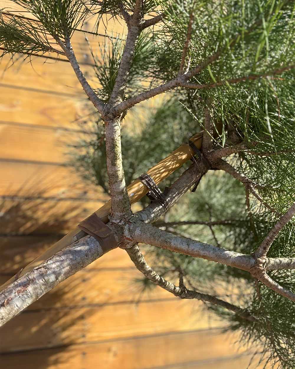 Pinie – Pinus pinea (Hochstamm) (Pre Sale)