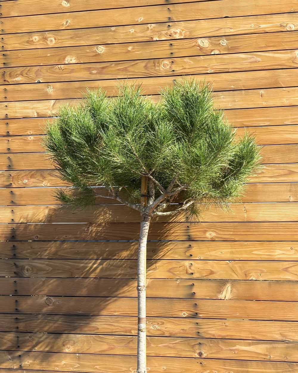 Pinie – Pinus pinea (Hochstamm) (Pre Sale)