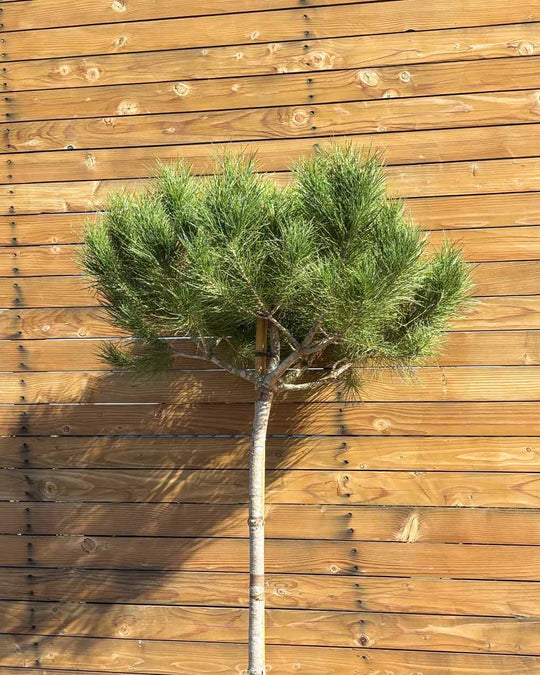 Pinie – Pinus pinea (Hochstamm) (Pre Sale)