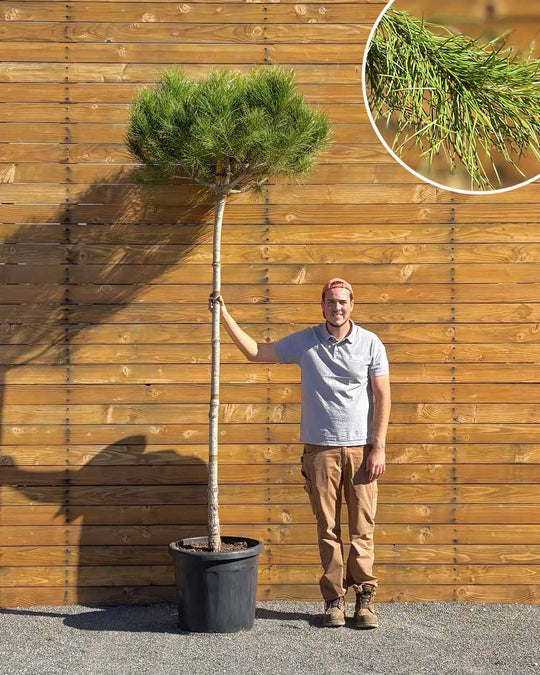 Pinie – Pinus pinea (Hochstamm) (Pre Sale)