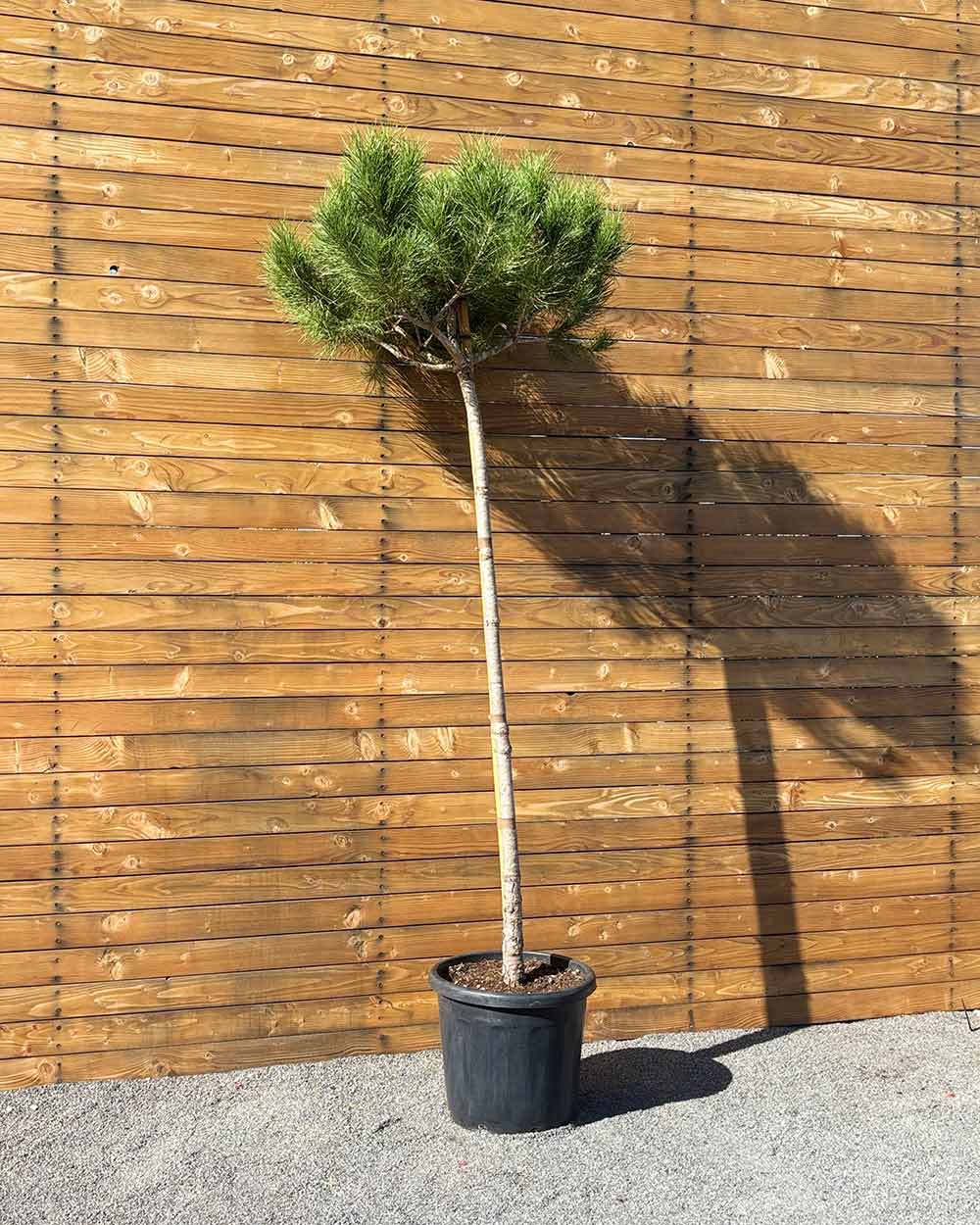 Pinie – Pinus pinea (Hochstamm) (Pre Sale)