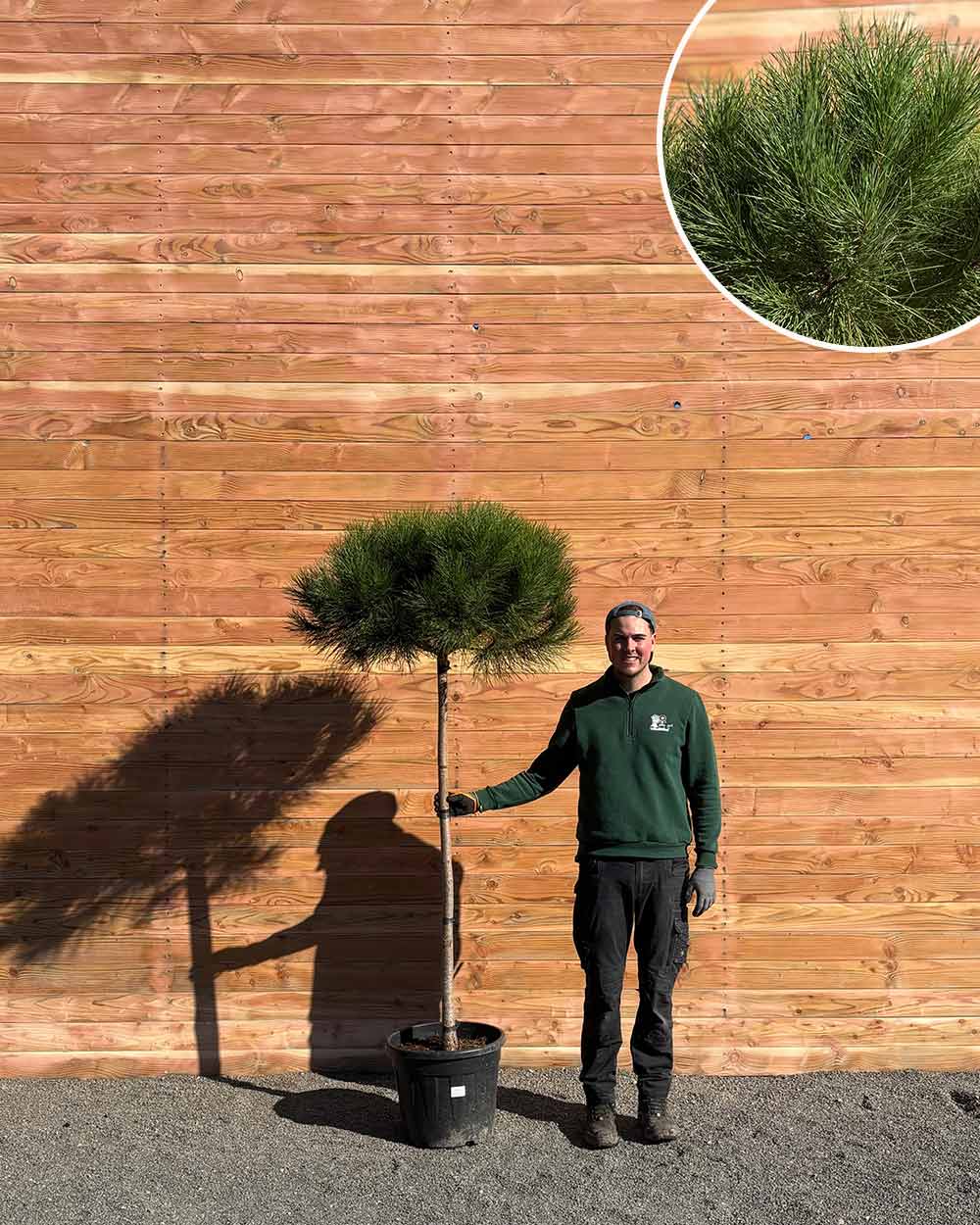 Pinie – Pinus pinea (Halbstamm)