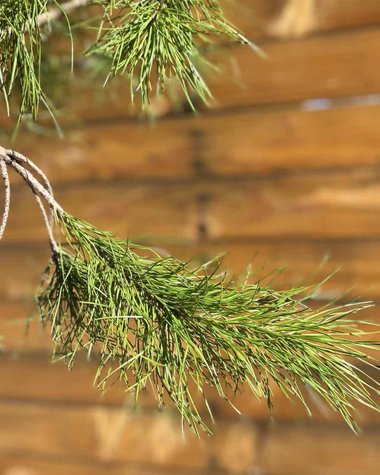 Pinie – Pinus pinea (Hochstamm) (Pre Sale)